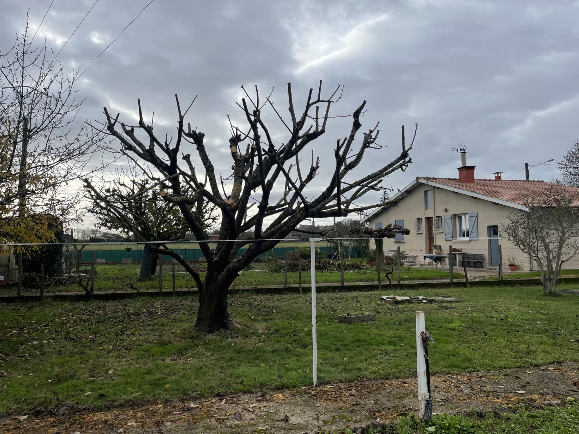 Arbres après la taille