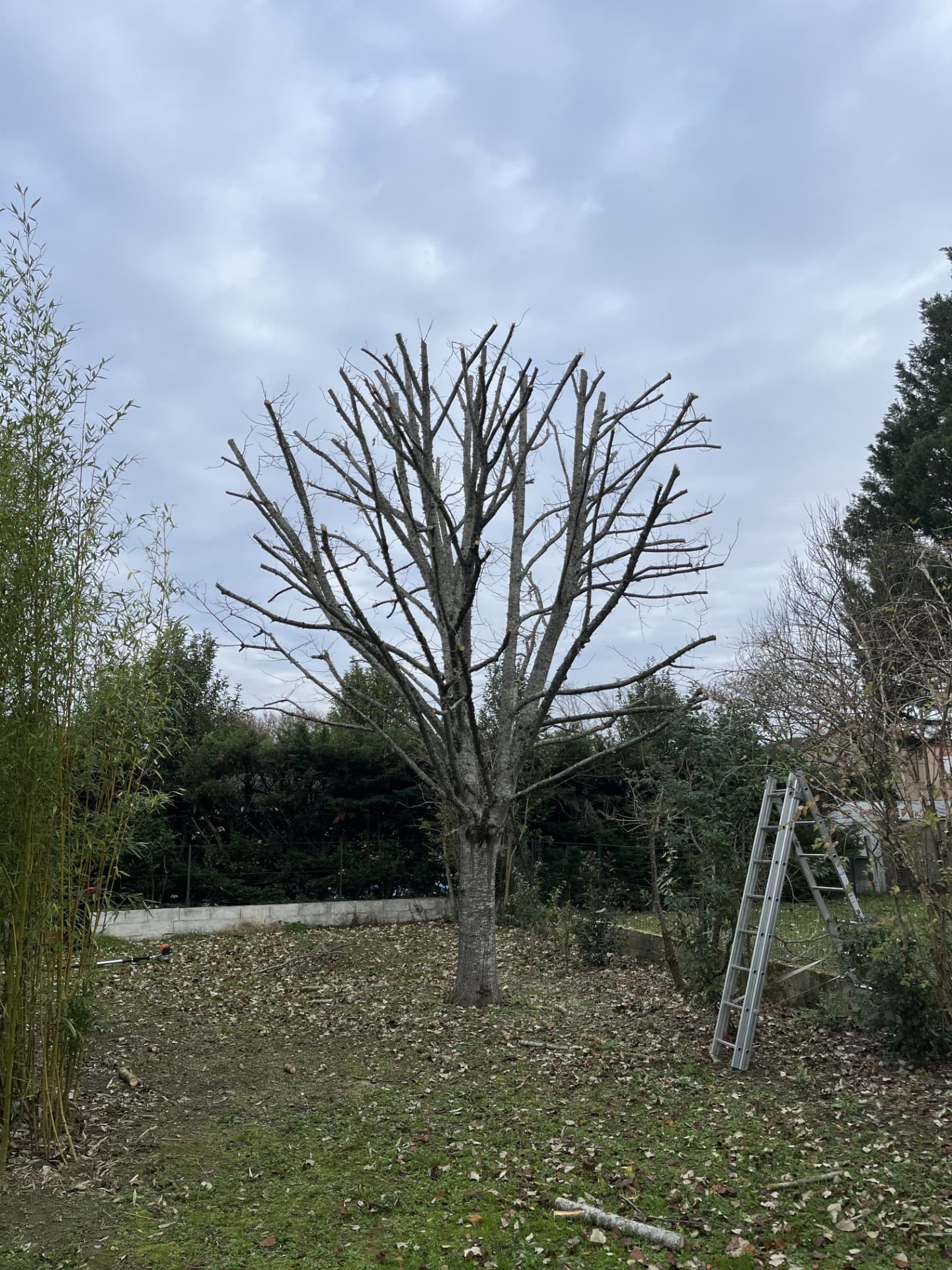 Arbres après la taille