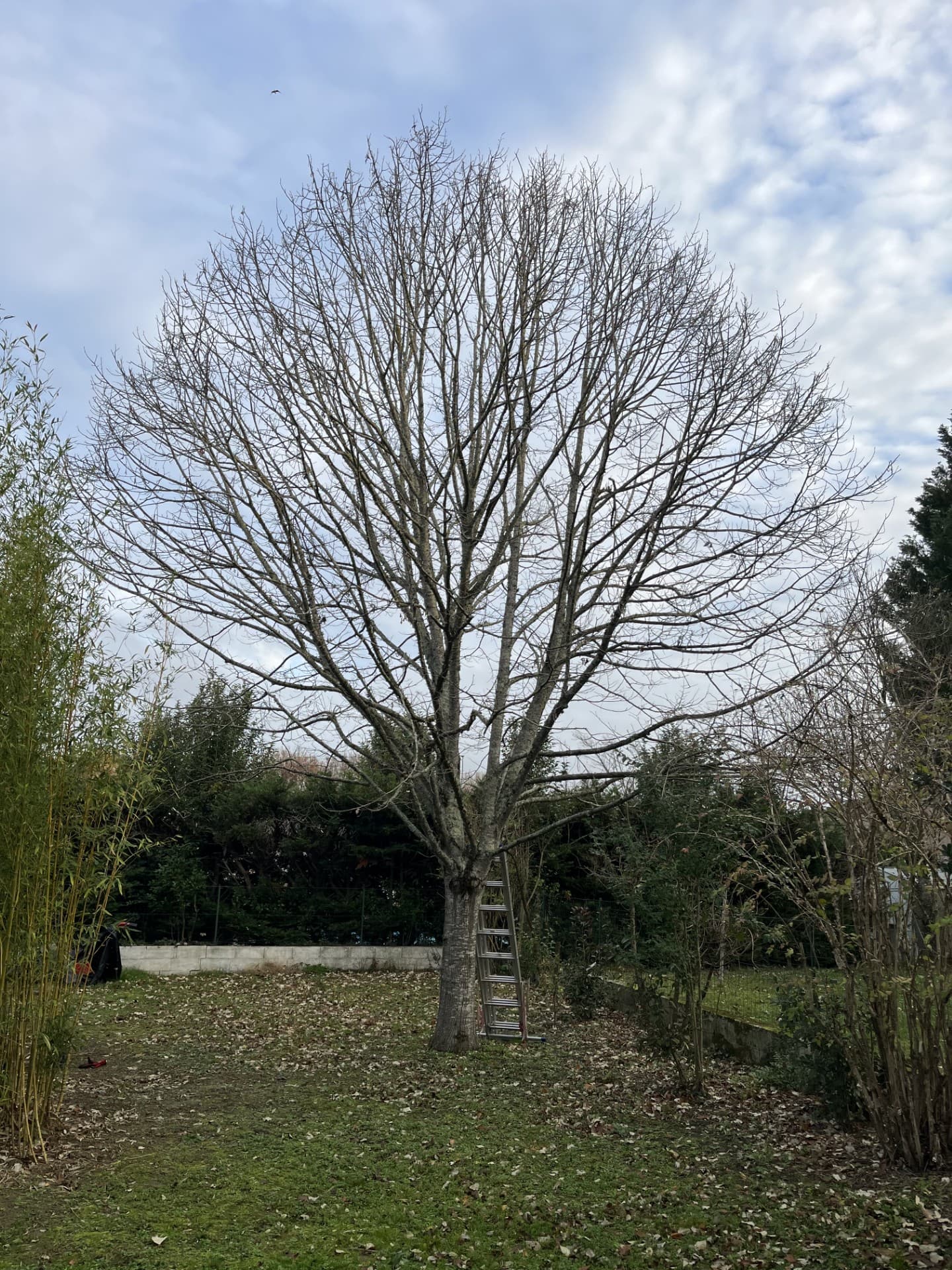 Arbres avant la taille