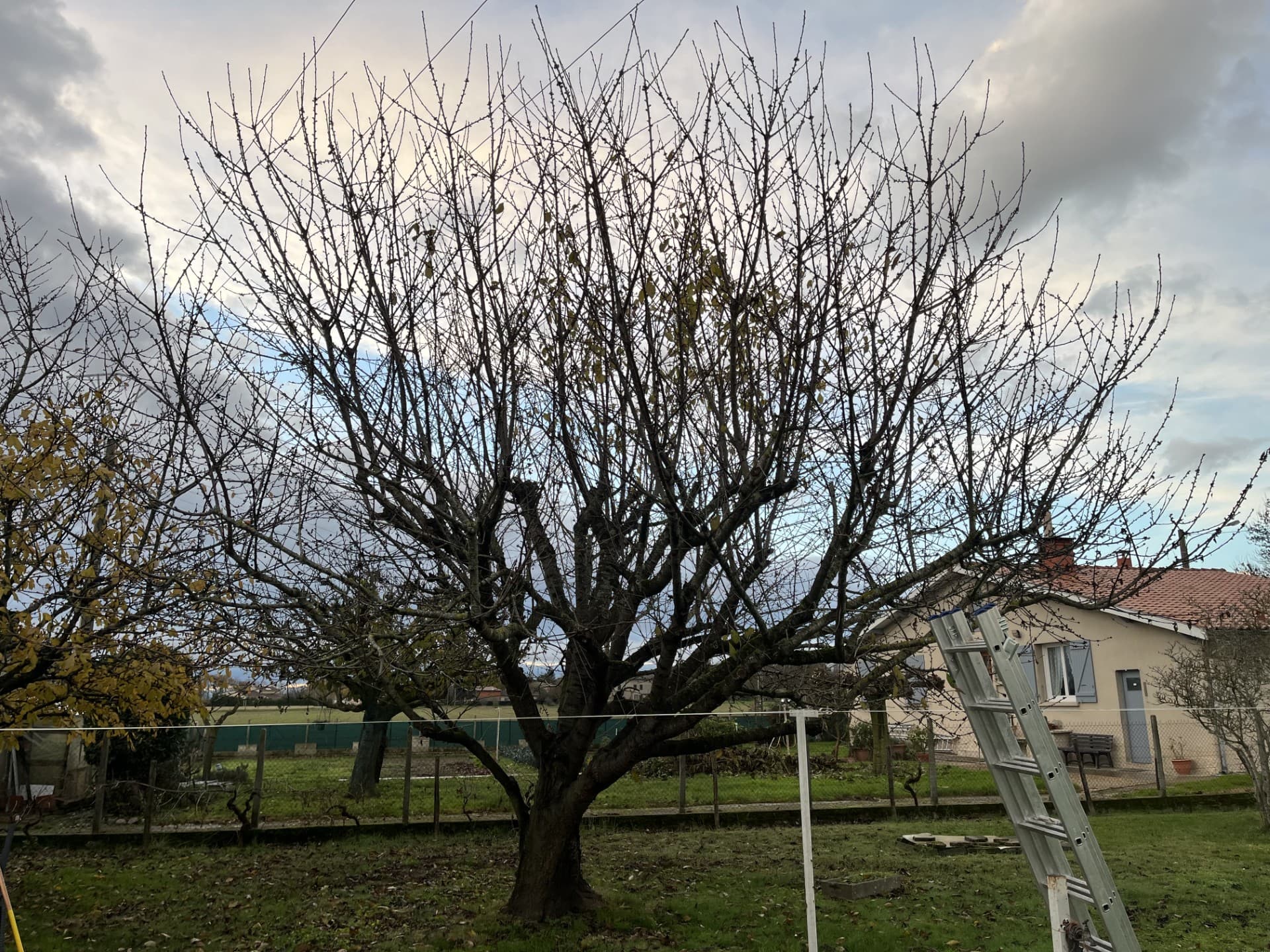 Arbres avant la taille