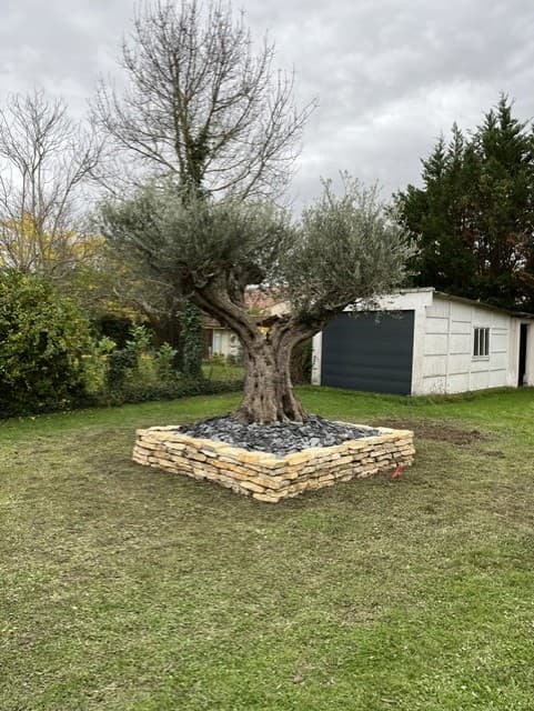 Plantation d'olivier et encadrement de muret en pierres sèches