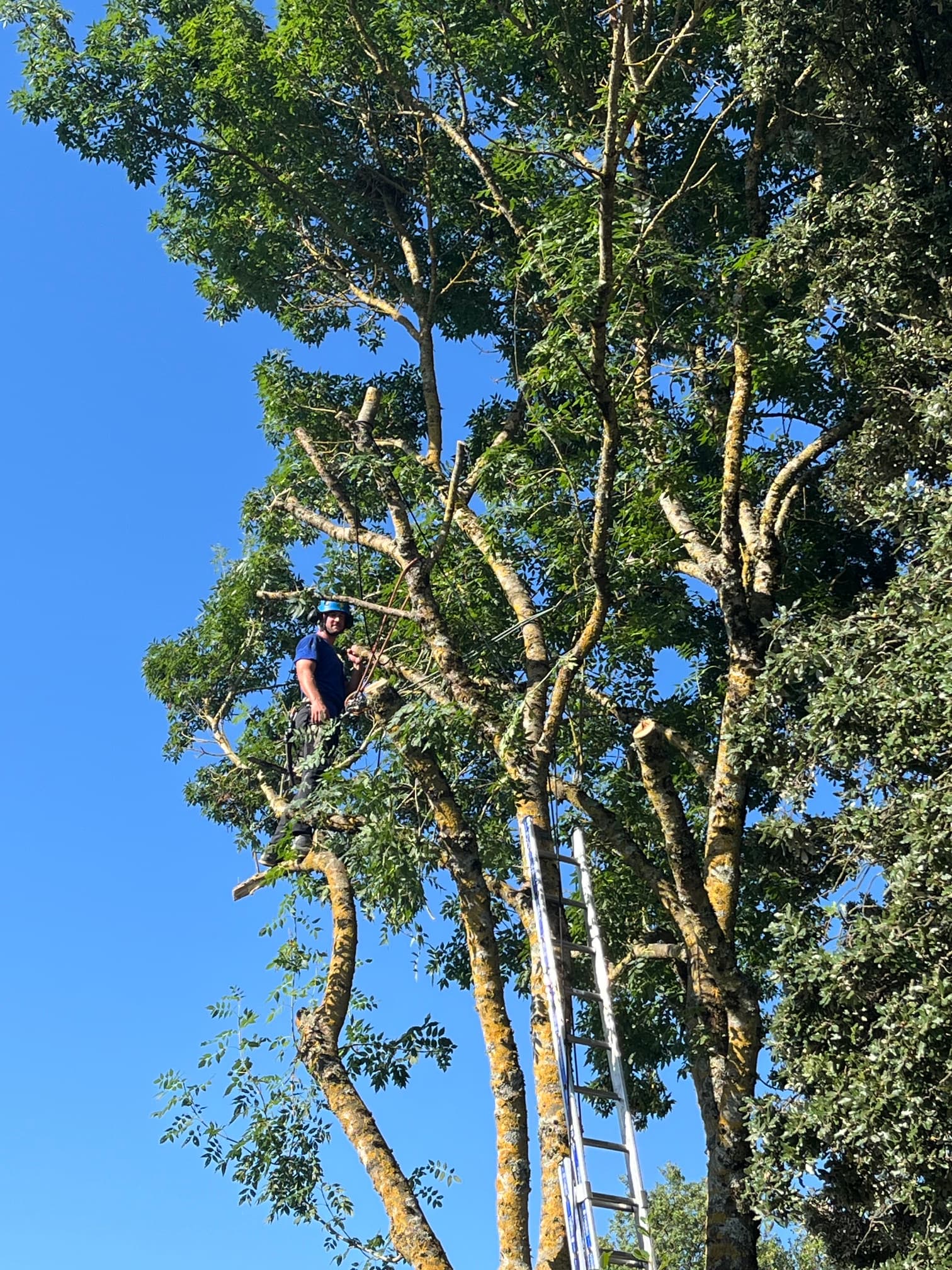 Jean-Baptiste en plein élagage, dans les hauteurs d'un arbre